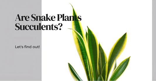 Unveiling the Mystery: Are Snake Plants Succulents?