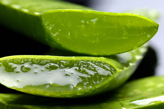 Can I water my plants with aloe vera water?