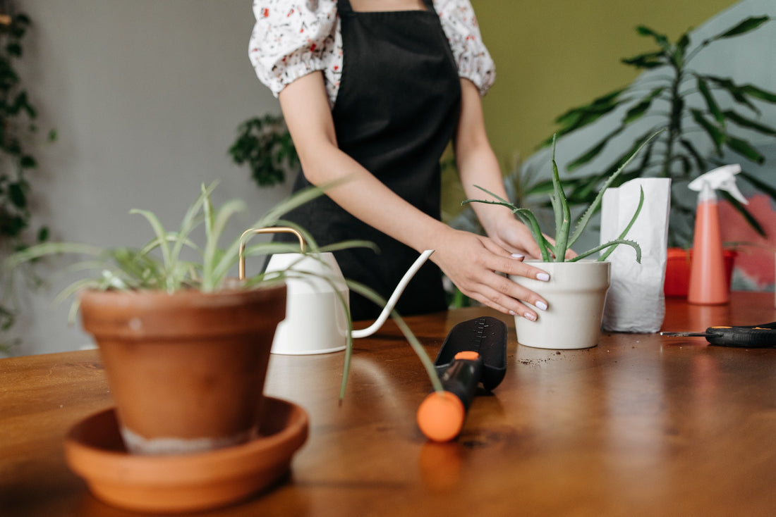 Can you replant a broken aloe leaf in water?