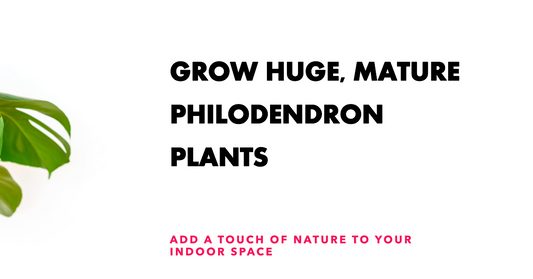 How to Grow Huge, Mature Philodendron Plants with Massive Leaves
