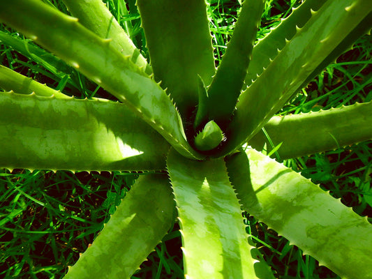 How do I make my aloe vera plant bushy?