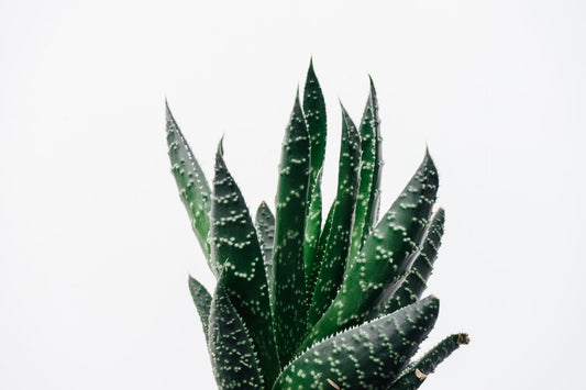 How often should aloe vera be watered?