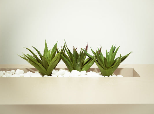 Is aloe vera a good house plant?