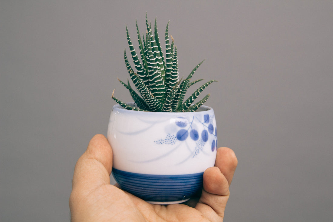 Is it lucky to grow aloe vera at home?