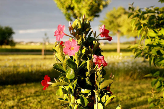 Propagating Mandevilla: A Comprehensive Guide to Multiply Your Beautiful Vines