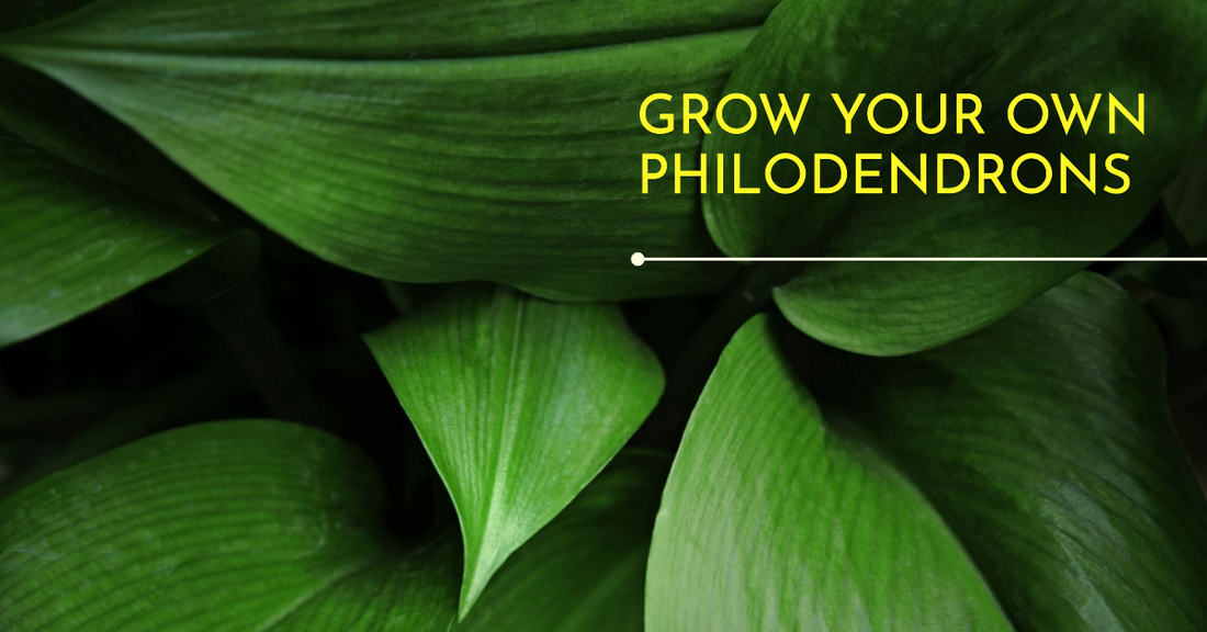 Propagate Philodendrons from Cuttings - Personal Experience