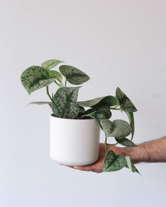 How to Propagate Scindapsus Pictus: A Comprehensive Guide