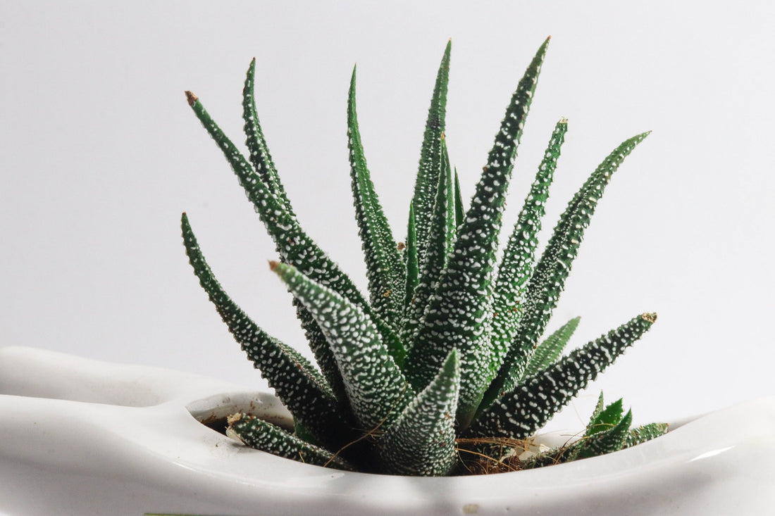 Where should I keep my aloe vera plant in my house?
