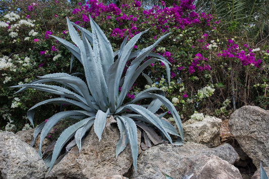 Why is my aloe plant dying?