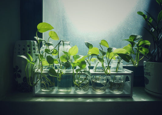 A Comprehensive Guide to Propagating Houseplants: Save Money and Grow Your Green Space
