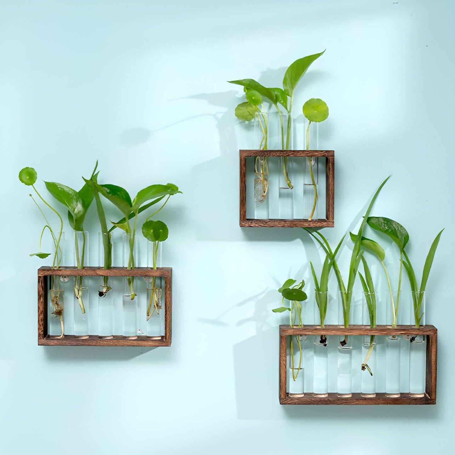 PlantVue Holder: Stylish And Simple Plant Propagation Station and Terrarium