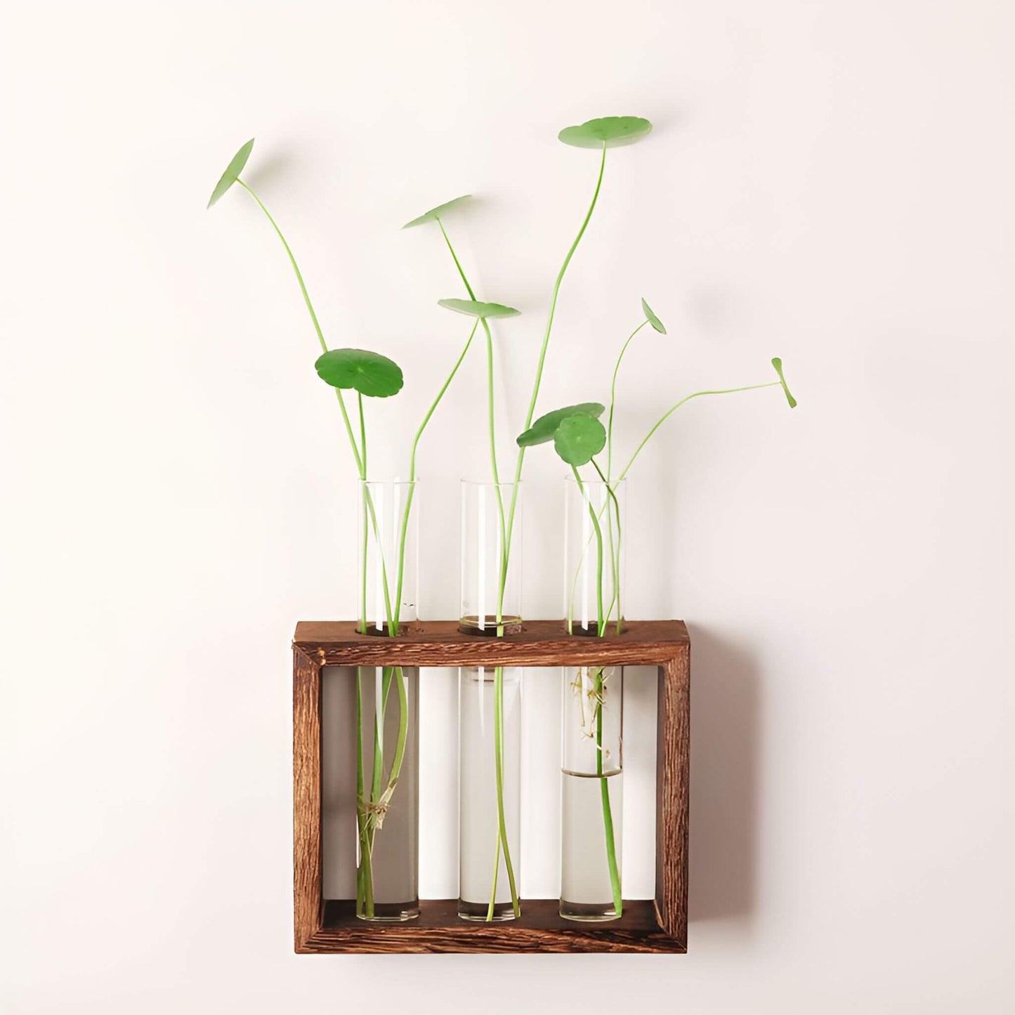 PlantVue Holder: Stylish And Simple Plant Propagation Station and Terrarium