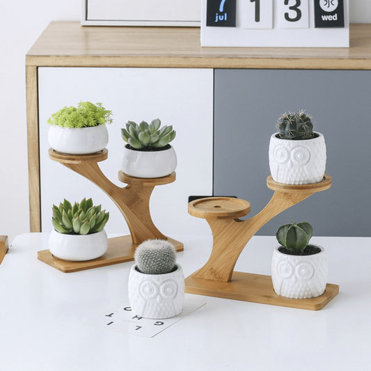 Modern Bamboo Stand Holder for Succulents and Plants
