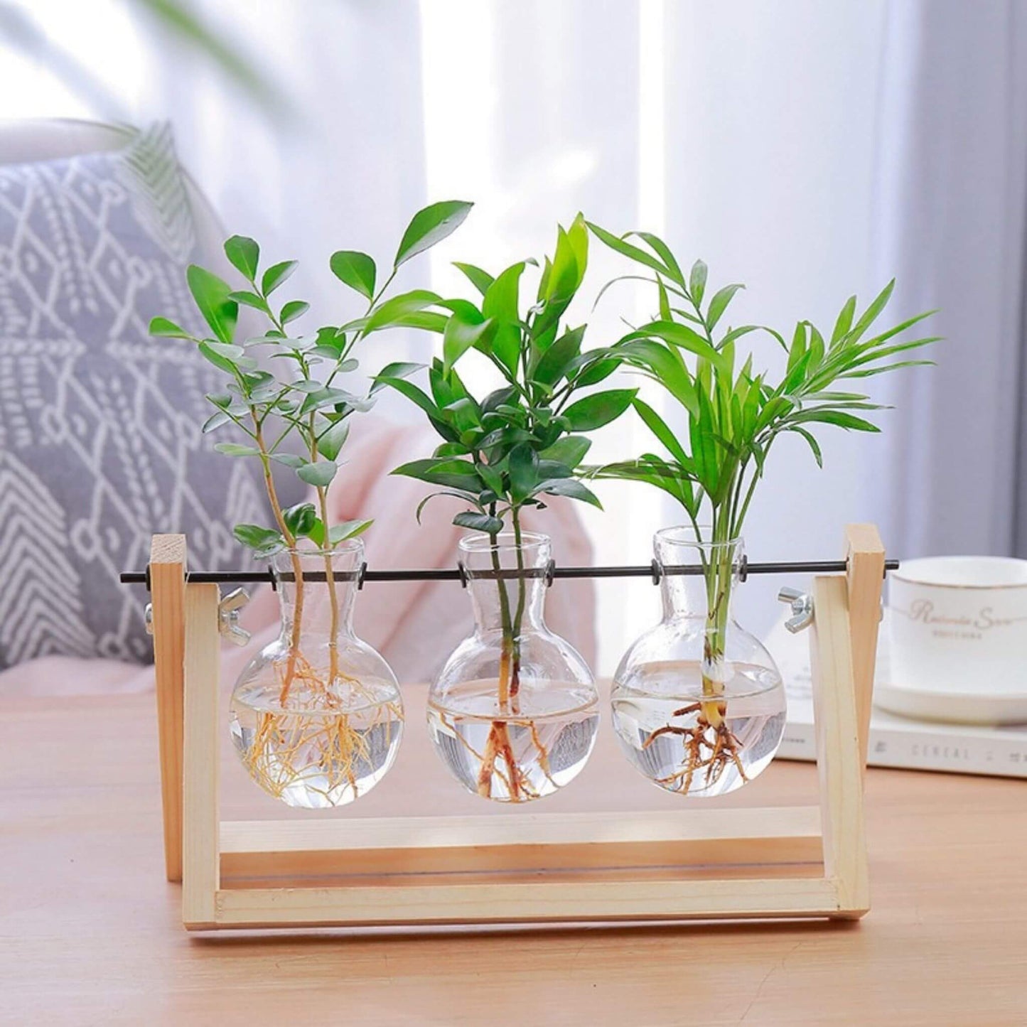 Plant Terrarium for Hydroponics Plants