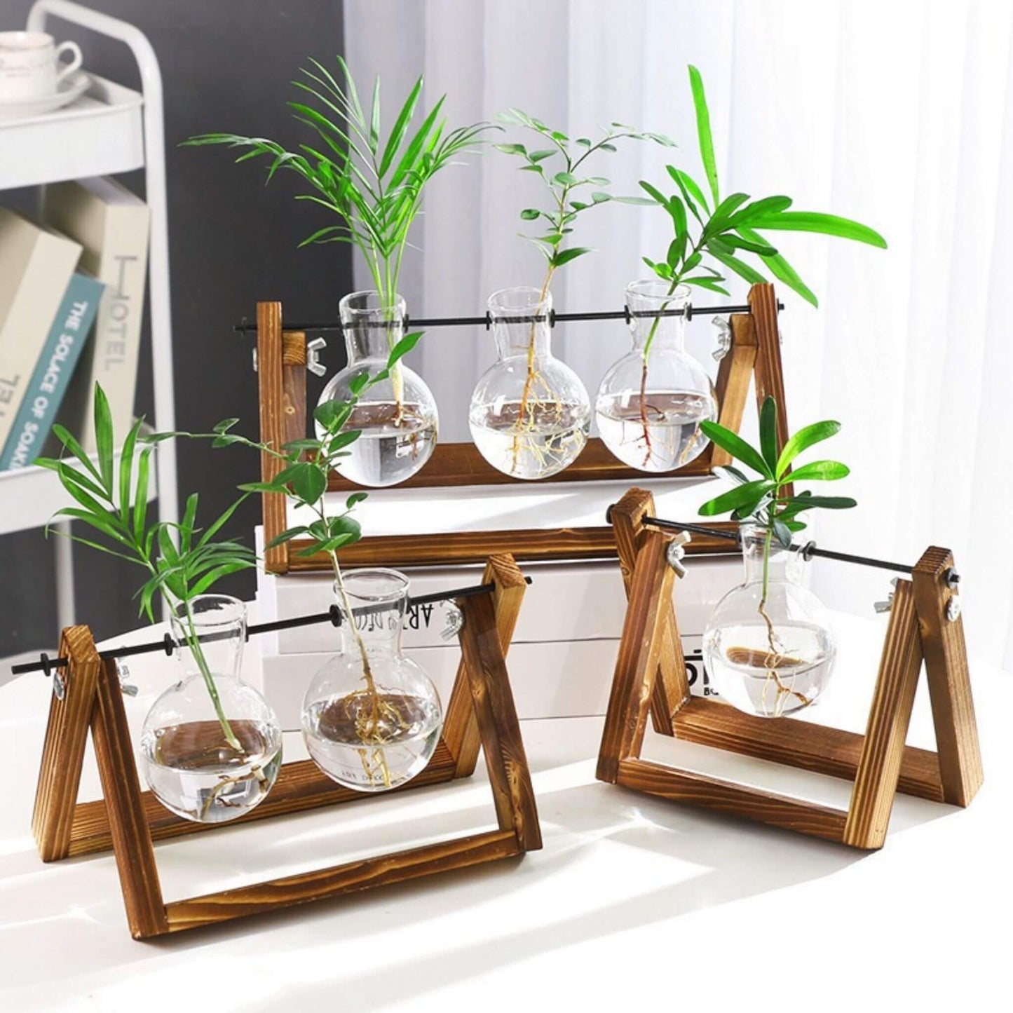 Plant Terrarium for Hydroponics Plants