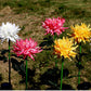 Solar Chrysanthemum Light for Outdoor Garden