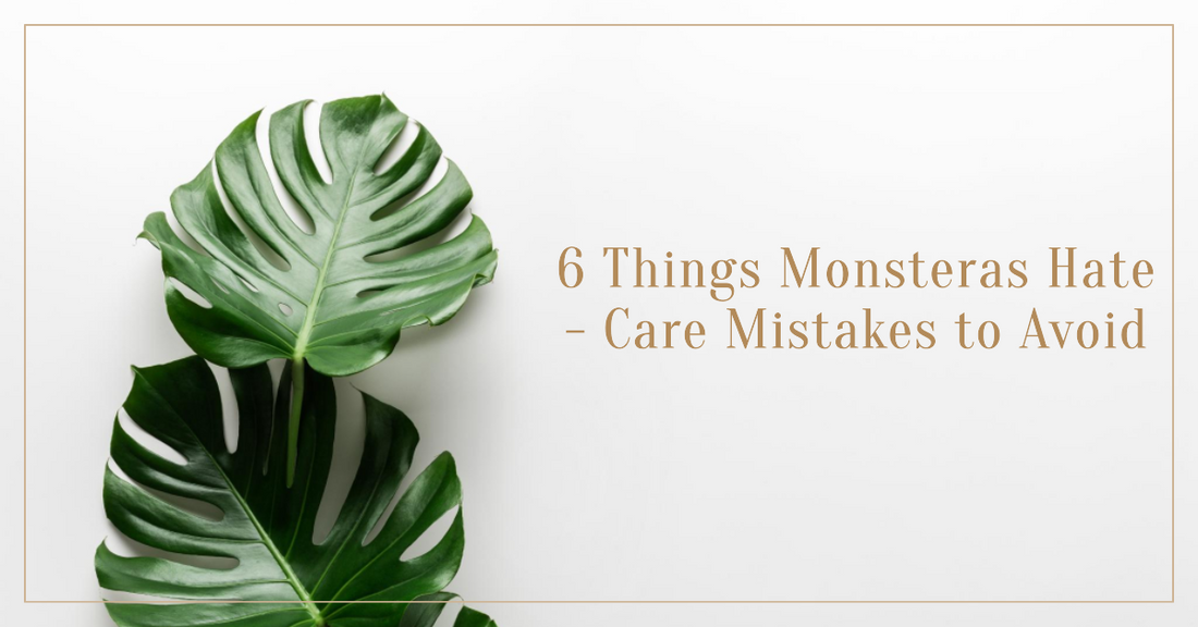 Things Monsteras Hate - Care Mistakes to Avoid