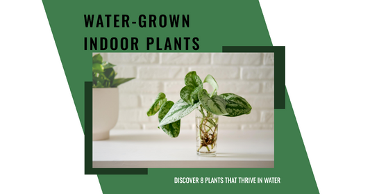 8 Indoor Plants That Can Grow In Water! Soil-Free!