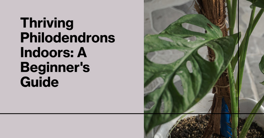 A Beginner's Guide to Caring for Thriving Philodendrons Indoors