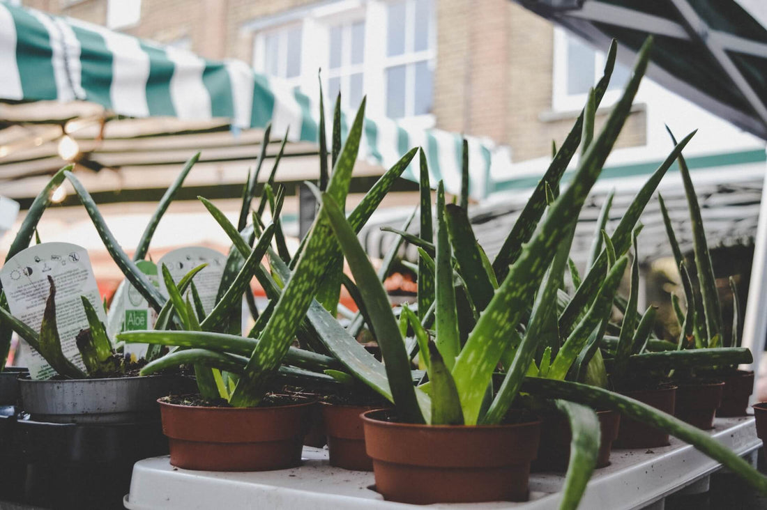 Growing and Caring for Aloe Vera Plants: Everything You Need to Know