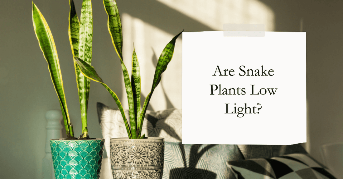 The Ultimate Guide to Caring for Low Light Snake Plants