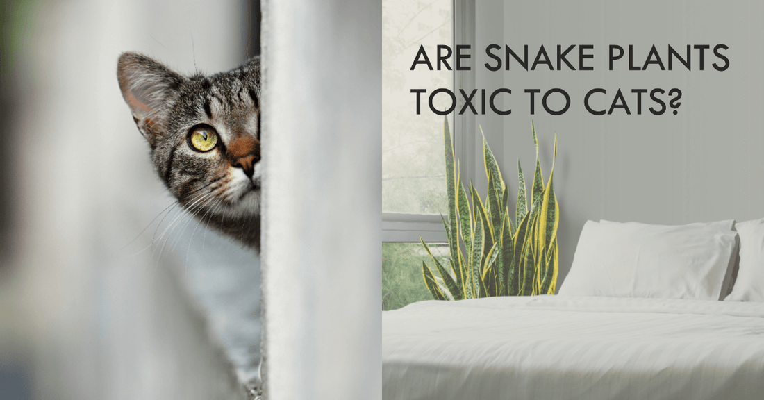 Understanding the Toxicity of Snake Plants to Cats: A Comprehensive Guide