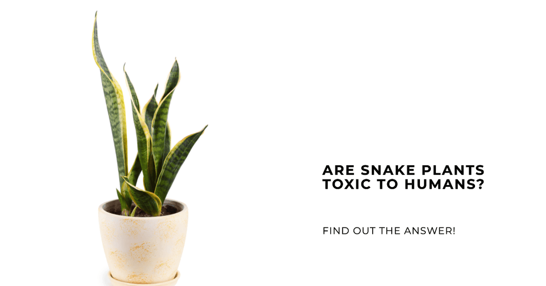 Understanding the Toxicity of Snake Plants: A Comprehensive Guide