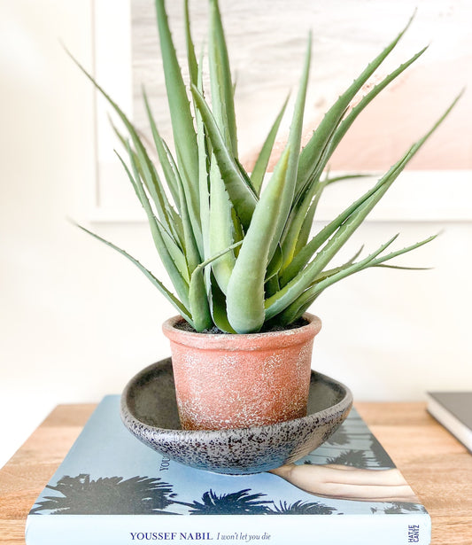 Can aloe grow from cuttings?