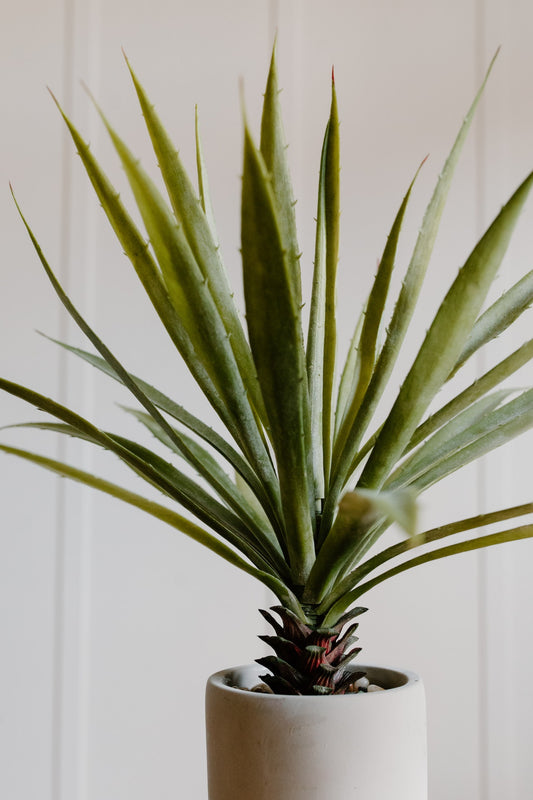 Can aloe vera be kept in bedroom?