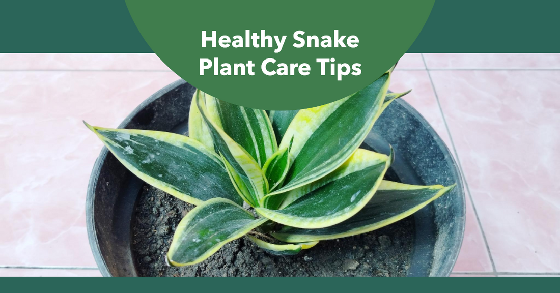 Easy Tips for Growing Healthy Snake Plants Indoors