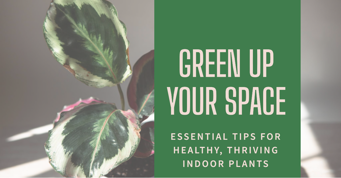 Essential Tips for Healthy, Thriving Indoor Plants