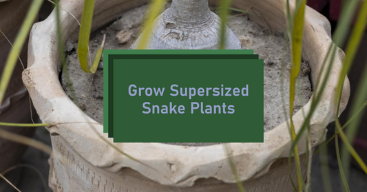 Growing Towering Snake Plants: A Comprehensive Guide