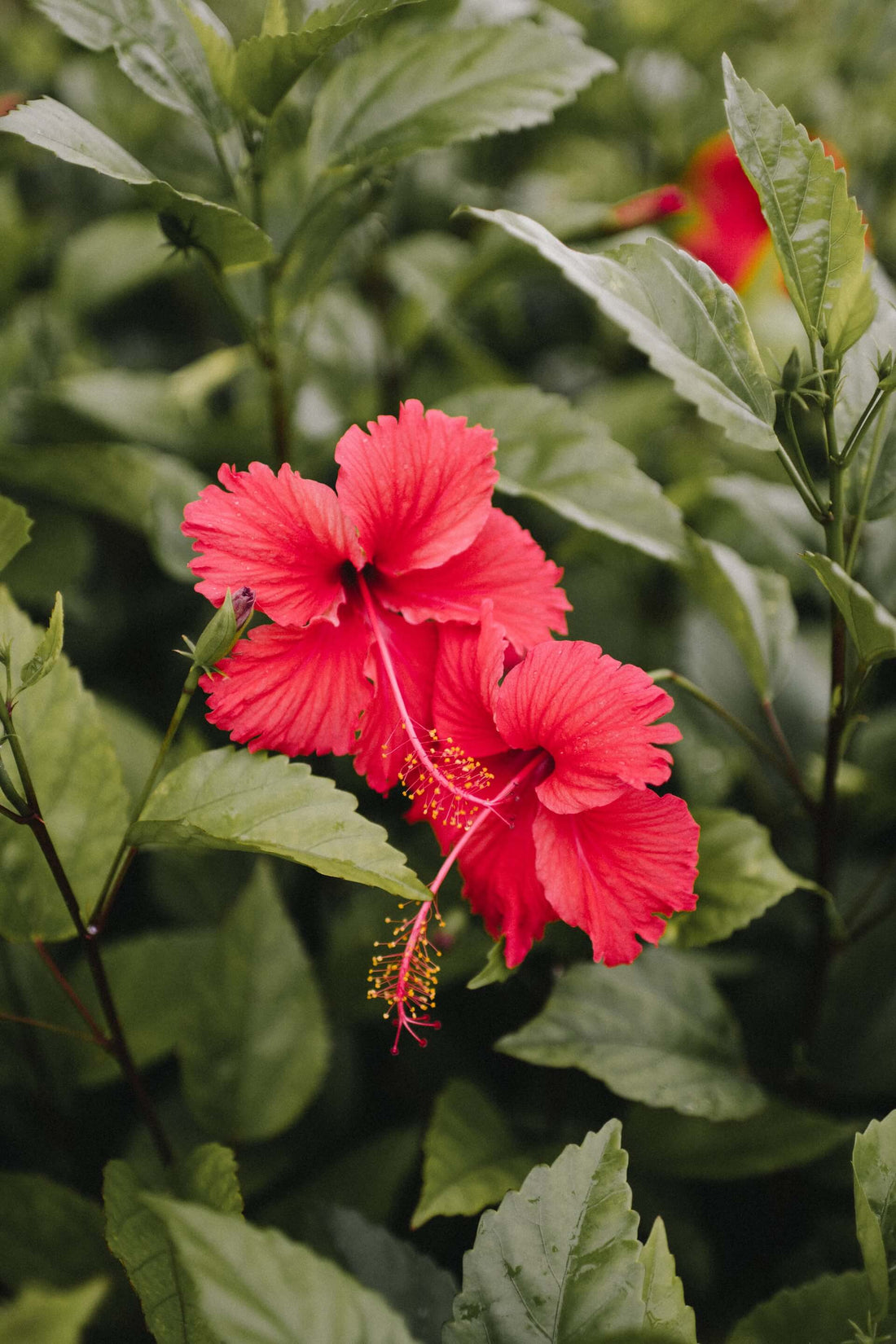 Growing Hibiscus Cuttings in Water: A Comprehensive Guide