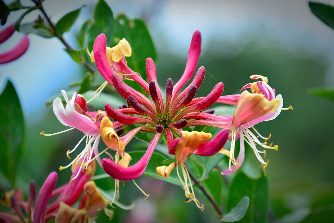 A Comprehensive Guide to Propagating Honeysuckle: Increase Your Garden's Beauty