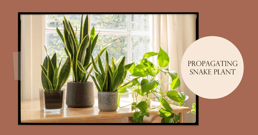 Unlock the Secrets of Snake Plant Propagation: A Step-by-Step Guide
