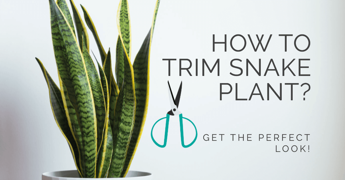 The Comprehensive Guide to Trimming Your Snake Plant: Boost Health and Aesthetics