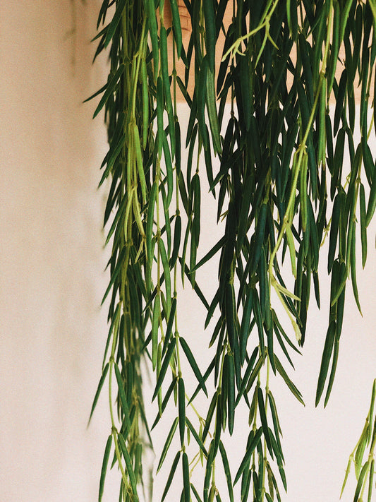 Master the Art of Propagating Hoya Linearis: A Comprehensive Guide