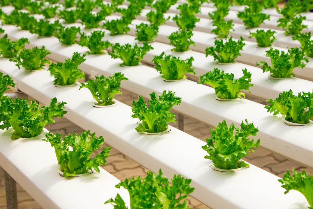 Revolutionizing Plant Cultivation: The Power of Hydroponics