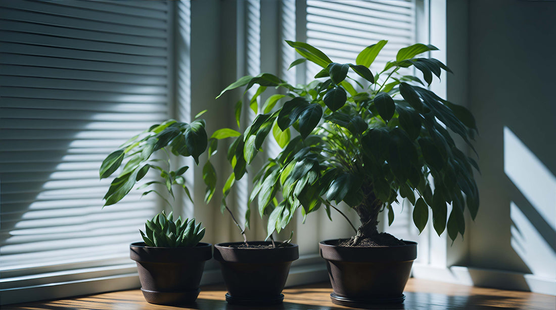 Can You Propagate a Money Tree? A Comprehensive Guide