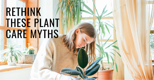Outdated Plant Care Advice to Avoid for Healthy Houseplants