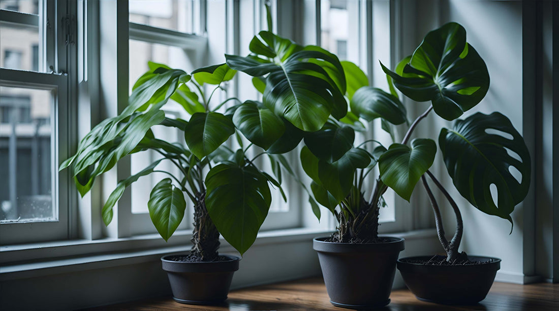 How to Propagate Split Leaf Philodendron?