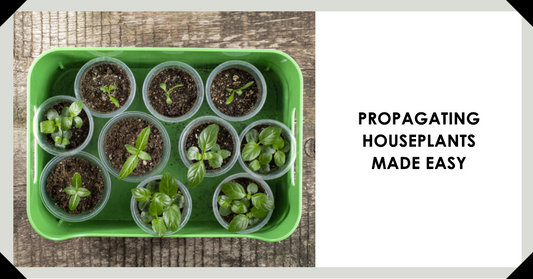 Beginner's Guide to Propagating Houseplants in Bins