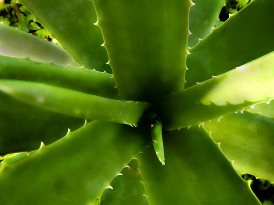 Should I cut off bad aloe leaves?