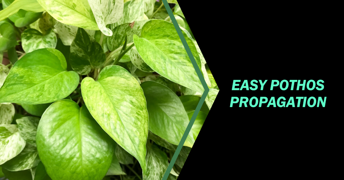 Two Methods to Easily Propagating Pothos Plants