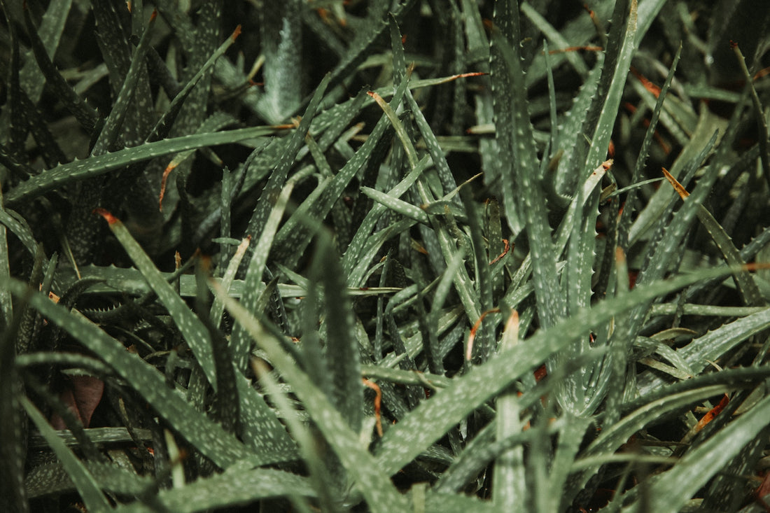 What does an unhealthy aloe plant look like?