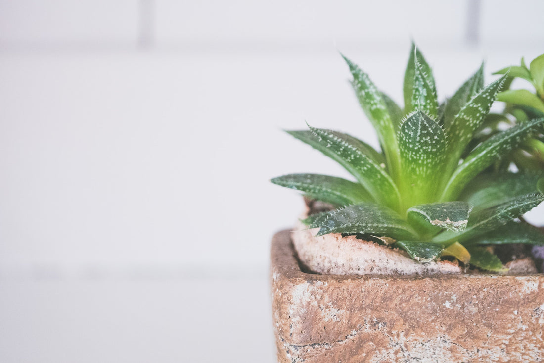 What is the lifespan of an aloe vera plant?