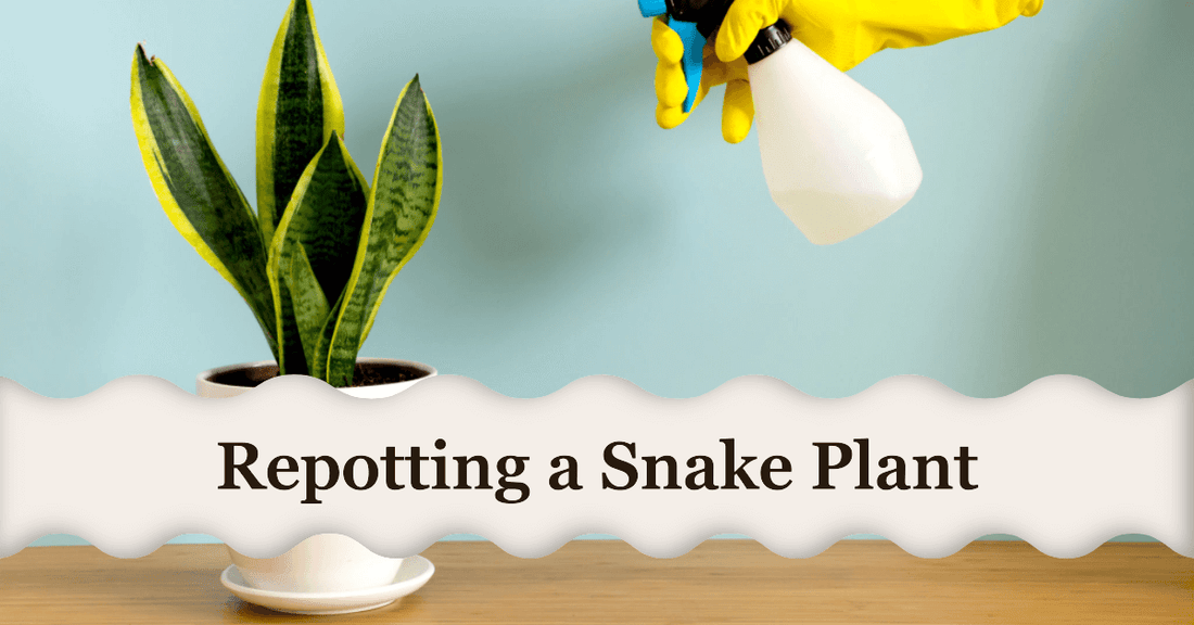 Master the Art of Repotting Your Snake Plant: A Comprehensive Guide