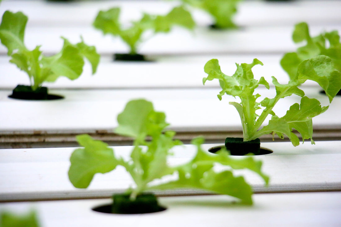 Comprehensive Guide to Choosing Plants for Your Hydroponic Garden