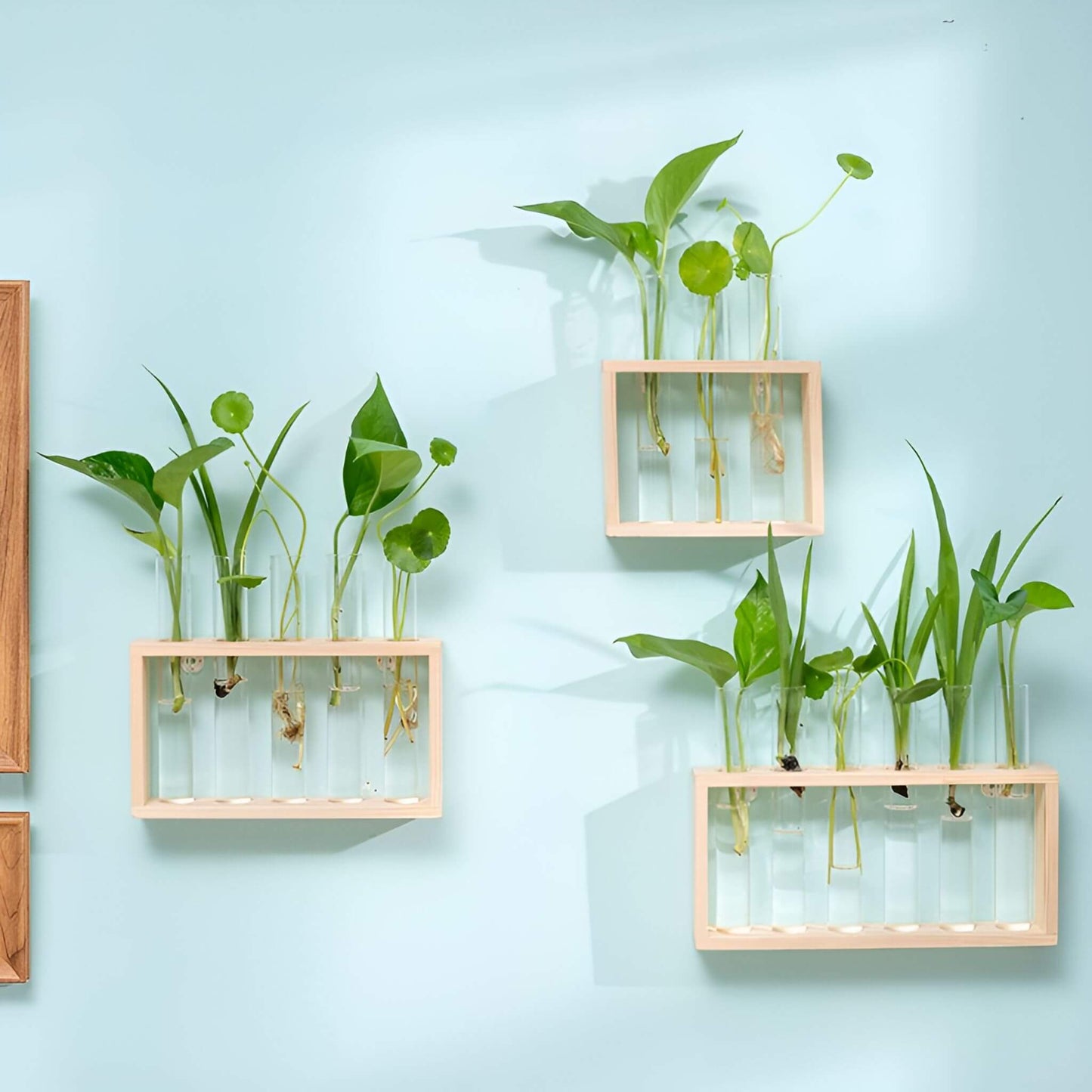 PlantVue Holder: Stylish And Simple Plant Propagation Station and Terrarium