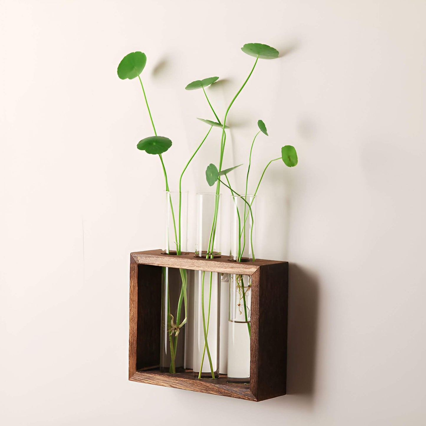 PlantVue Holder: Stylish And Simple Plant Propagation Station and Terrarium